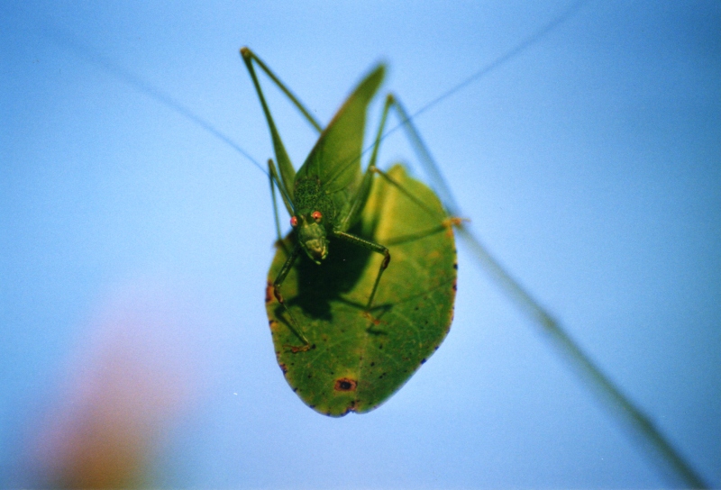 Phaneroptera sp